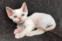 Red Hot Chili - Devon Rex kenel