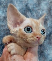 Red Hot Chili - Devon Rex kenel