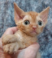 Red Hot Chili - Devon Rex kenel