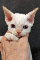 Red Hot Chili - Devon Rex kenel