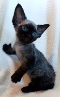 Red Hot Chili - Devon Rex kenel