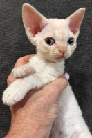 Red Hot Chili - Devon Rex kenel