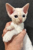 Red Hot Chili - Devon Rex kenel