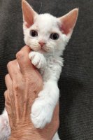 Red Hot Chili - Devon Rex kenel