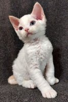 Red Hot Chili - Devon Rex kenel