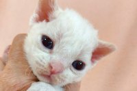 Red Hot Chili - Devon Rex kenel