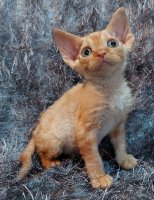 Red Hot Chili - Devon Rex kenel