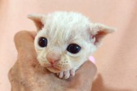 Red Hot Chili - Devon Rex kenel