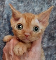 Red Hot Chili - Devon Rex kenel