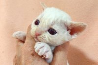 Red Hot Chili - Devon Rex kenel