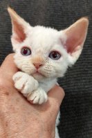 Red Hot Chili - Devon Rex kenel