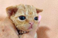 Red Hot Chili - Devon Rex kenel