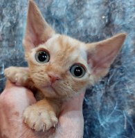 Red Hot Chili - Devon Rex kenel