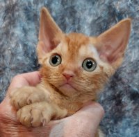 Red Hot Chili - Devon Rex kenel