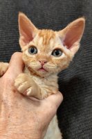 Red Hot Chili - Devon Rex kenel