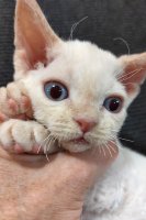 Red Hot Chili - Devon Rex kenel