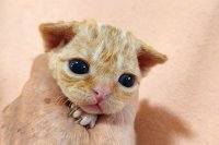 Red Hot Chili - Devon Rex kenel