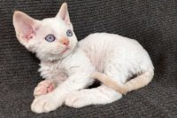 Red Hot Chili - Devon Rex kenel