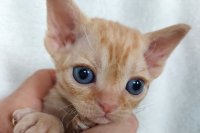 Red Hot Chili - Devon Rex kenel