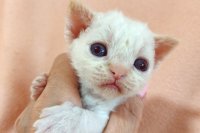 Red Hot Chili - Devon Rex kenel