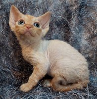 Red Hot Chili - Devon Rex kenel