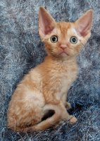 Red Hot Chili - Devon Rex kenel