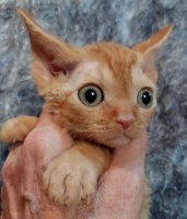 Red Hot Chili - Devon Rex kenel