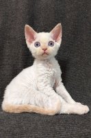 Red Hot Chili - Devon Rex kenel