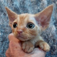 Red Hot Chili - Devon Rex kenel