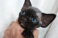 Red Hot Chili - Devon Rex kenel