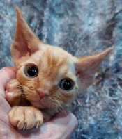 Red Hot Chili - Devon Rex kenel