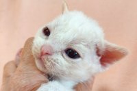 Red Hot Chili - Devon Rex kenel