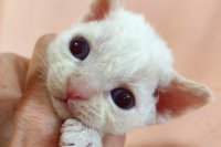 Red Hot Chili - Devon Rex kenel