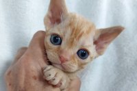 Red Hot Chili - Devon Rex kenel