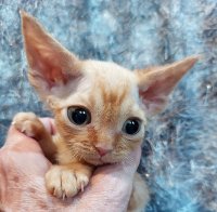 Red Hot Chili - Devon Rex kenel