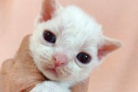 Red Hot Chili - Devon Rex kenel