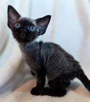 Red Hot Chili - Devon Rex kenel