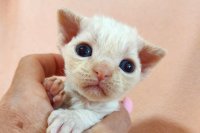 Red Hot Chili - Devon Rex kenel