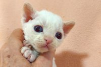 Red Hot Chili - Devon Rex kenel