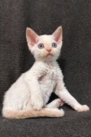 Red Hot Chili - Devon Rex kenel