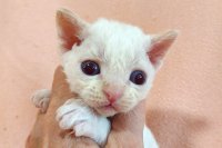 Red Hot Chili - Devon Rex kenel