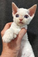 Red Hot Chili - Devon Rex kenel