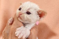 Red Hot Chili - Devon Rex kenel