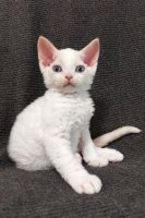 Red Hot Chili - Devon Rex kenel