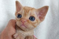 Red Hot Chili - Devon Rex kenel