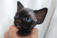 Red Hot Chili - Devon Rex kenel