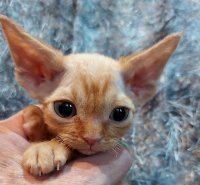 Red Hot Chili - Devon Rex kenel