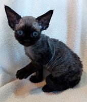 Red Hot Chili - Devon Rex kenel