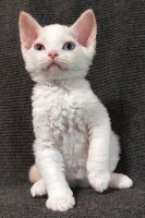 Red Hot Chili - Devon Rex kenel