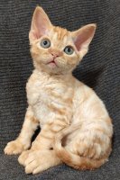 Red Hot Chili - Devon Rex kenel